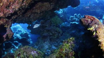 Trinity Caves