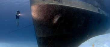 5 Years After the Re-birth of the Kittiwake