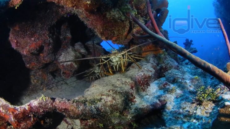 Arm Chair Reef
