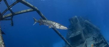 Fearing the Great Barracuda