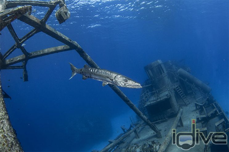 Fearing the Great Barracuda