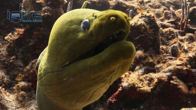 Black Forest Eel