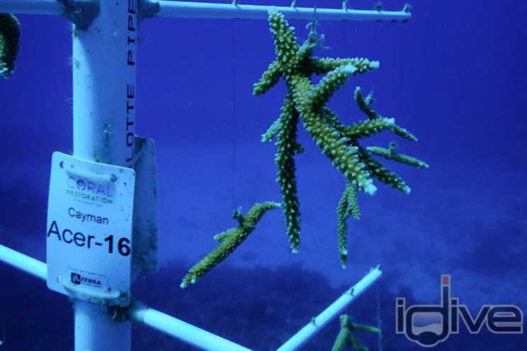 Cayman's Coral Trees