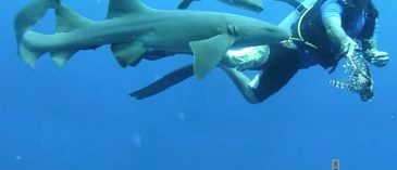 Culling Lionfish-The Unintended Consequences