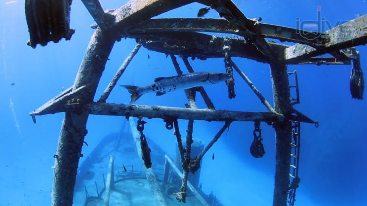 Graceful Barracuda
