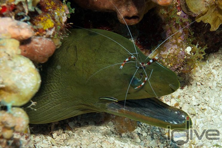 Harmony on the Reef