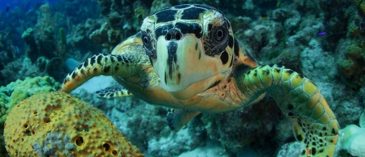 Hawksbills with Dr. Tom Byrnes