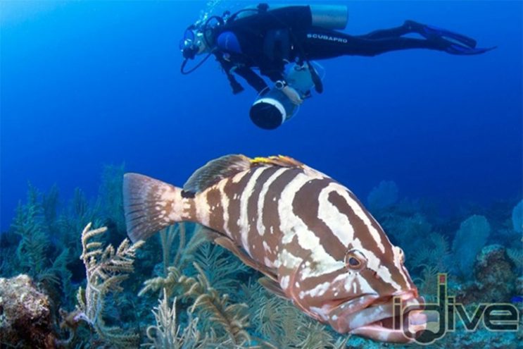 Hunting Lionfish in the Cayman Islands