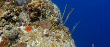 Grand Cayman's East End