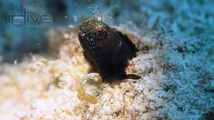 Sailfin Blenny at Angelfish Reef