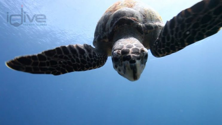 Sand Hole Reef Turtle