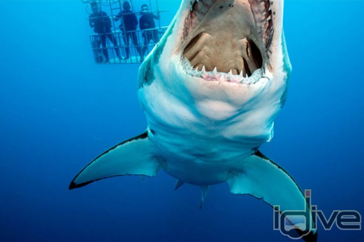How to Avoid Being Eaten by a Shark