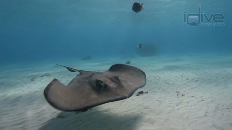 Stingray City
