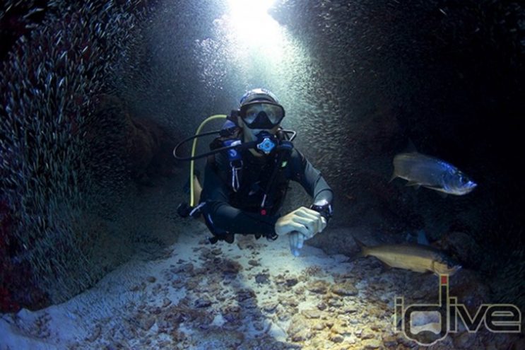Top 5 Tunnel Dives on Grand Cayman