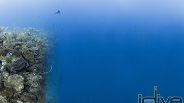 Wall Diving Grand Cayman