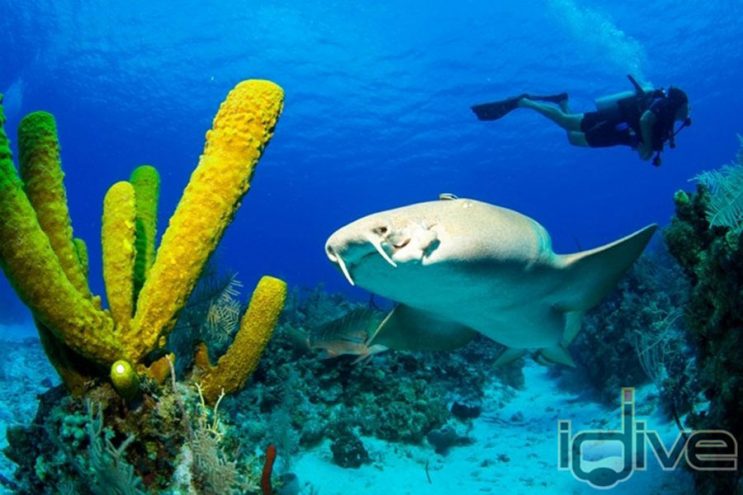 Diving Cayman's West Side Diving Cayman's West Side